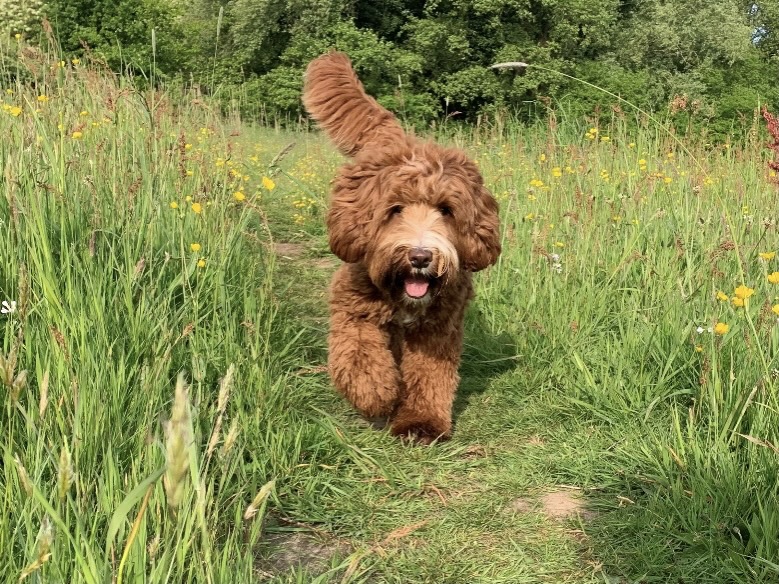 Labradoodle fokker